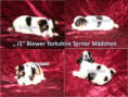 /album/geboren-am-23-02-biewer-yorkshire-terrier-welpen/j1-madchen-jpg/